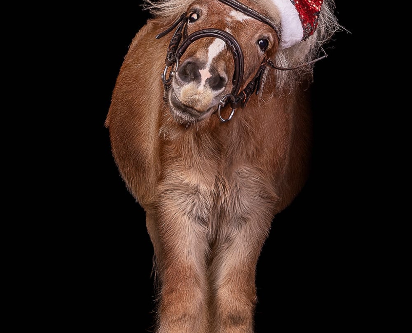 weihnachtsshooting_pony_kerpen