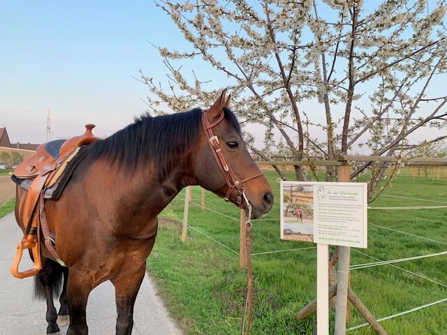 quarterhorsehengst-moonlight-sugarbar