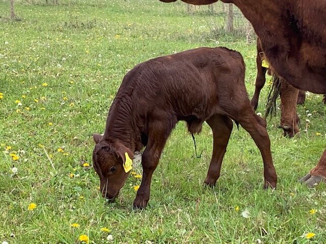 kalb-und-mutterkuh