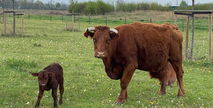 mutterkuh-walla-und-kalb