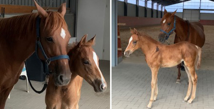 duke-und-mama-lady_beitragsbild