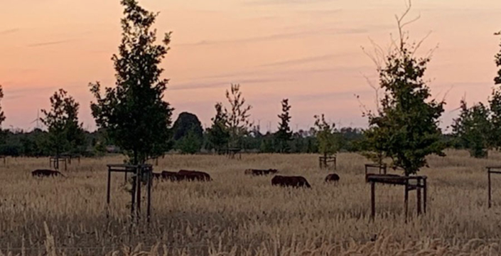 abendstimmung_beitragsbild