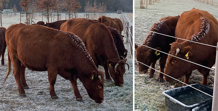 frost-auf-der-kuhweide