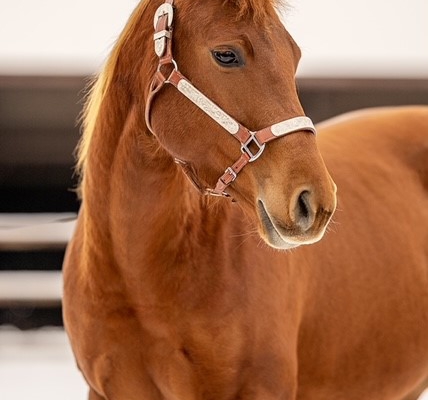 PK-Lady-Shugerbar_Quarterhorse-steht-zum-Verkauf