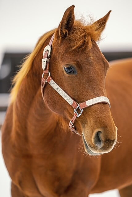 PK-Lady-Shugerbar_Quarterhorse-steht-zum-Verkauf