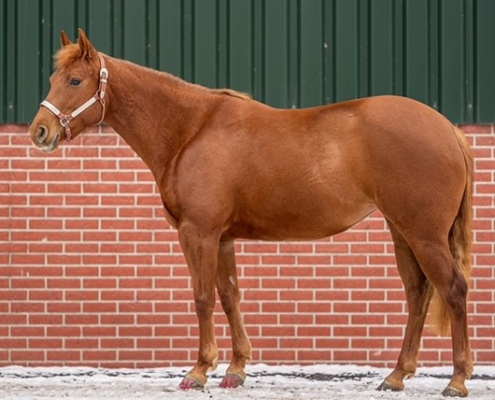 PK-Lady-Shugerbar_Quarterhorse-steht-zum-Verkauf