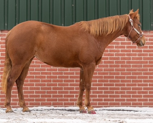 PK-Lady-Shugerbar_Quarterhorse-steht-zum-Verkauf