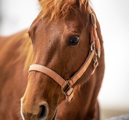 PK-Lady-Shugerbar_Quarterhorse-steht-zum-Verkauf