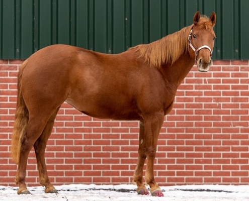 PK-Lady-Shugerbar_Quarterhorse-steht-zum-Verkauf_1