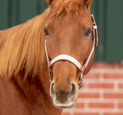 PK-Lady-Shugerbar_Quarterhorse-steht-zum-Verkauf